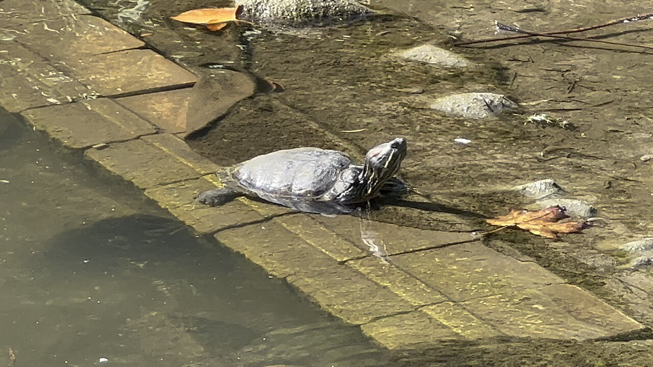 Suntanning Turtle