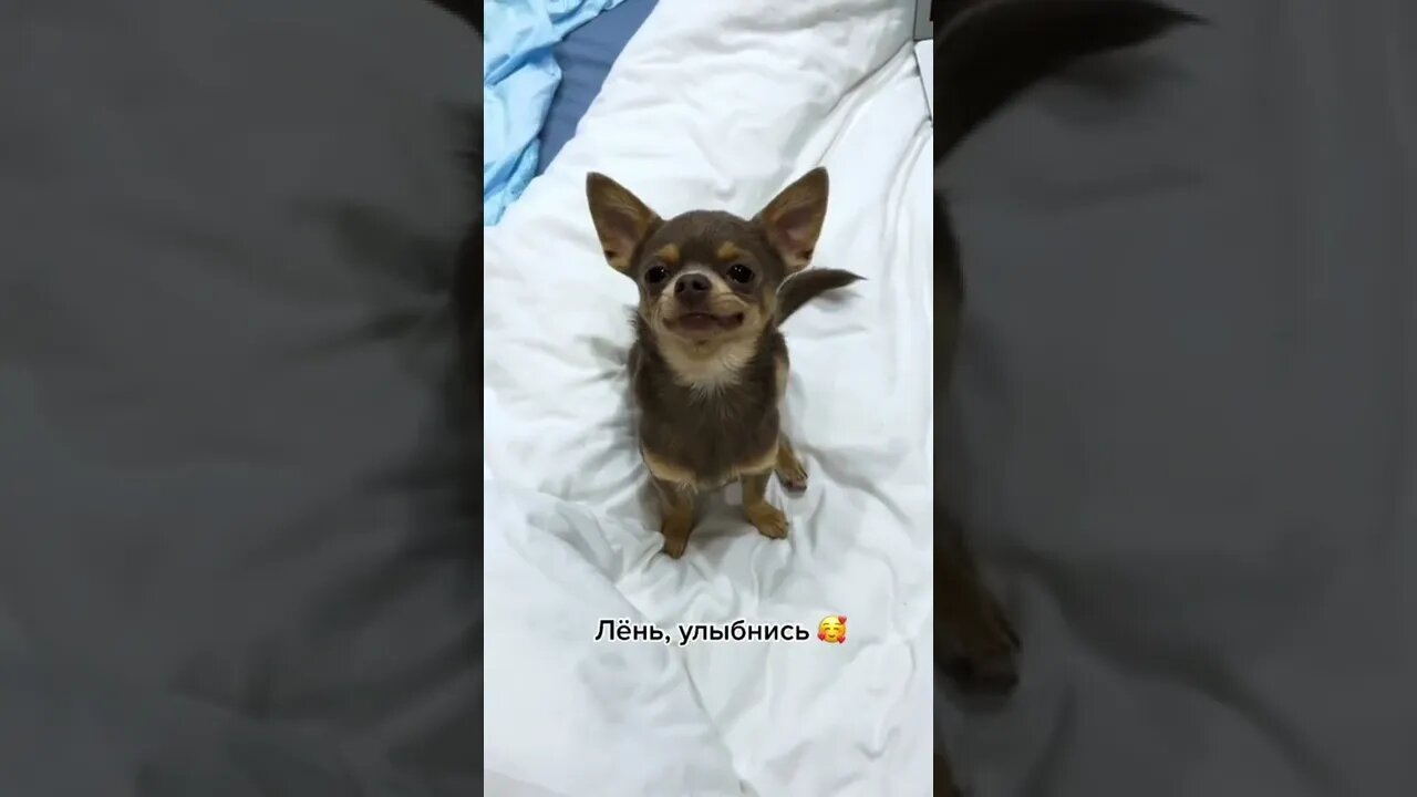 #shorts Смешные Собаки Из Тик Тока 245 Funny Dogs From Tiktok