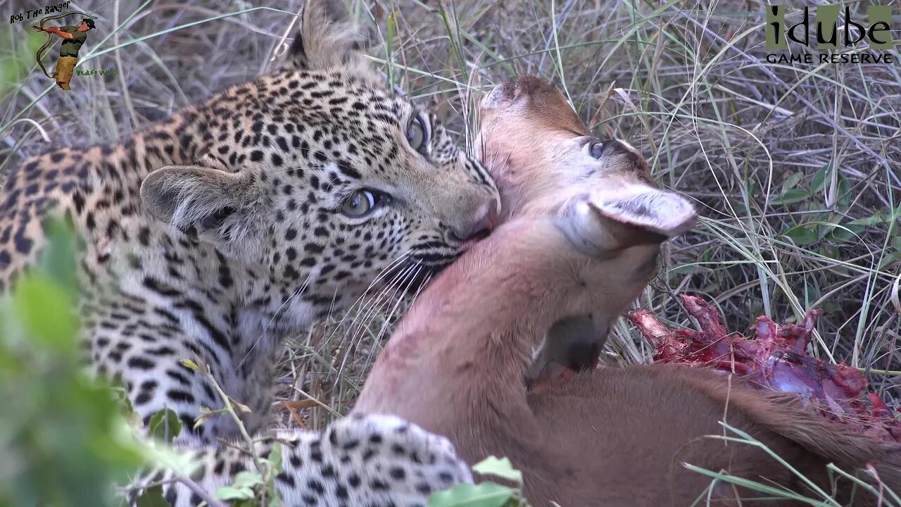 Leap Of Leopards - Mother And Cubs (27): Feeding On An Impala