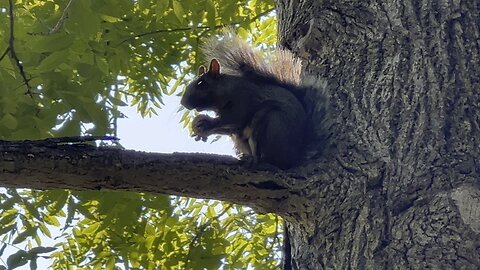 Two grey Squirrels having lunch