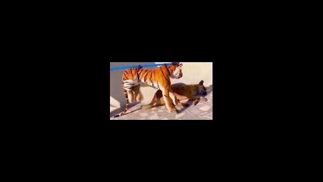 Fake Tiger prank on Dogs at street