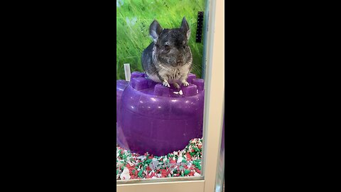 Chinchilla