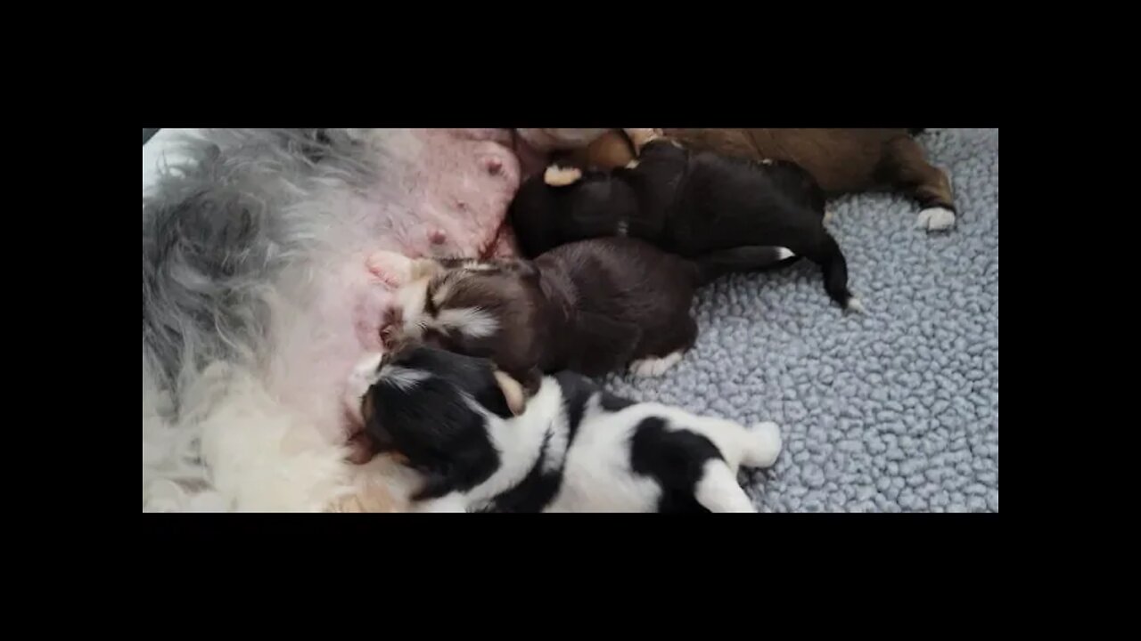 O Litter..Happy Labor Day