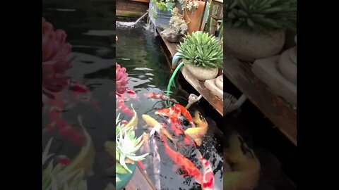ikan koi