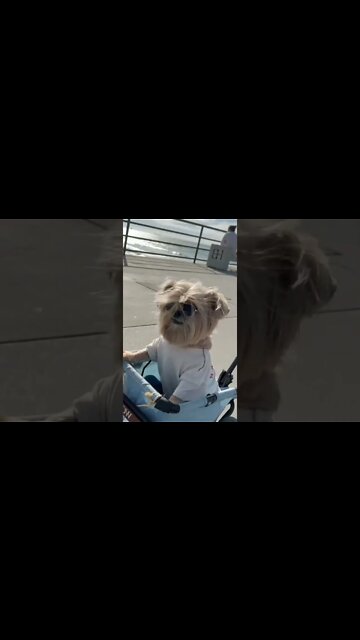 Watch how these people walk by smiling at my dog 🐕