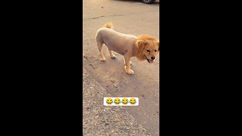 A dog turned into a lion😀😀