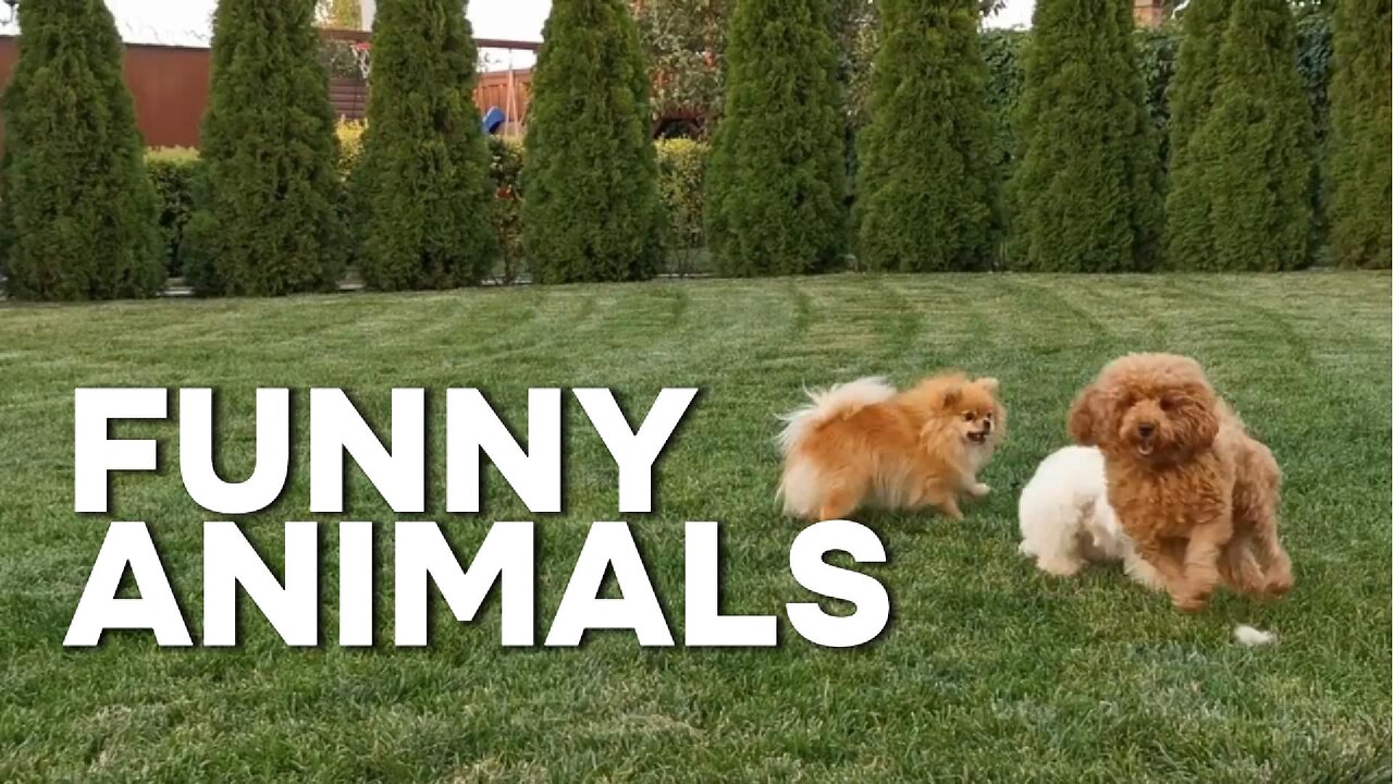 FUNNIEST Pets 😂 Best Funniest Animal Videos Of The week