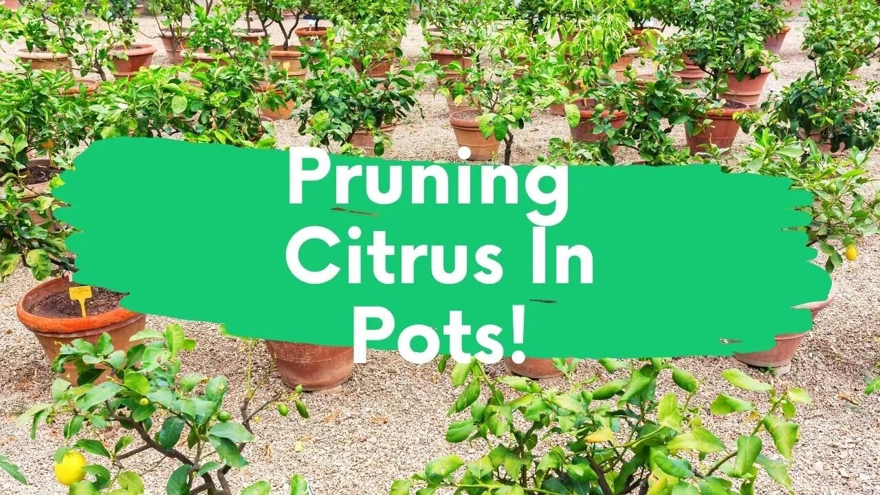 Top Tips For Pruning Citrus Trees In Pots!! | How To Dwarf Any Citrus Tree!! | Grow Citrus Anywhere!