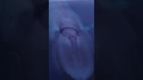 Blue whale coming up for air