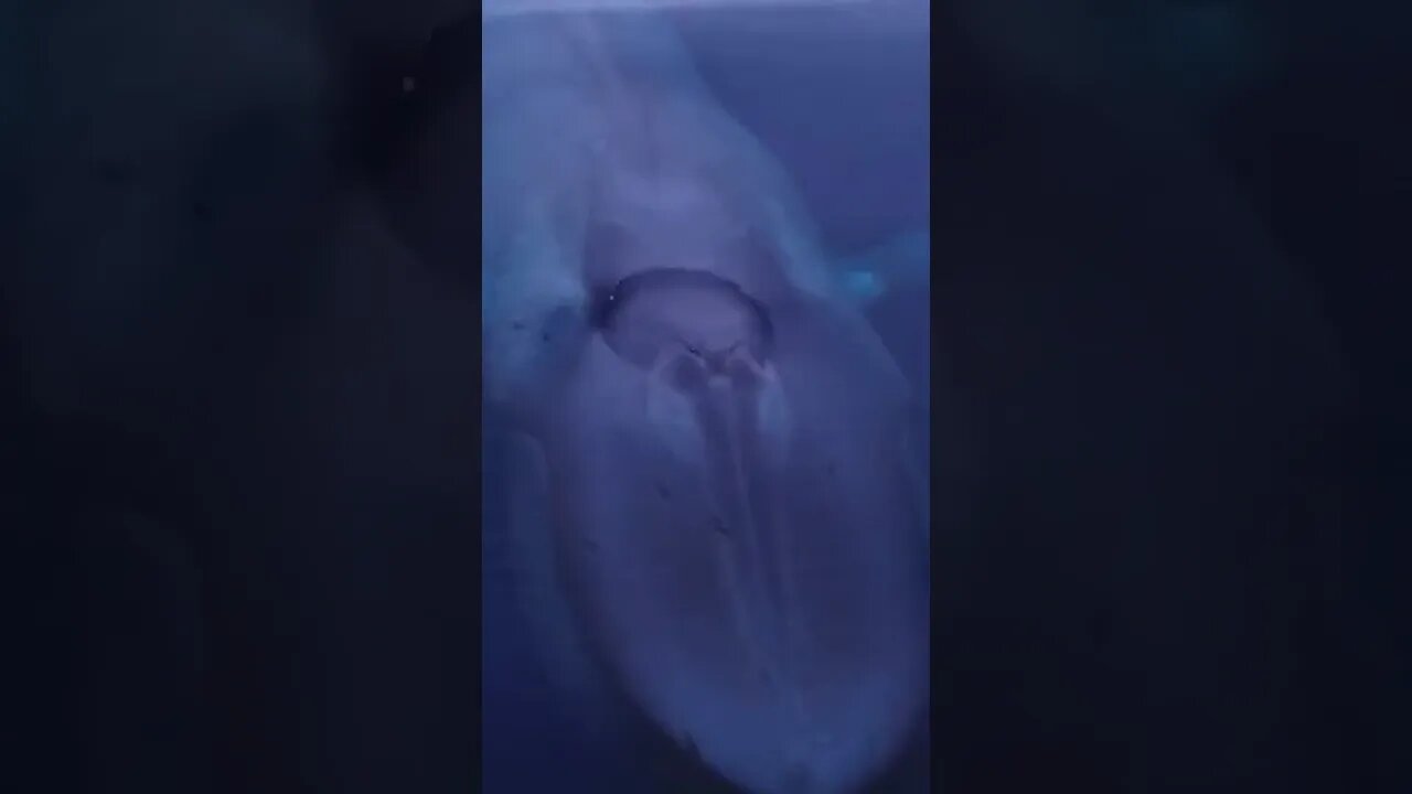 Blue whale coming up for air
