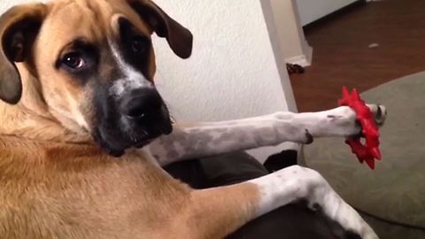 Dog Wears Fashionable Bracelet