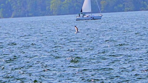 Flying around at the harbor