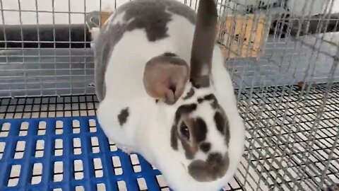 How Old Do Meat Rabbits Need to Be to Breed Them?