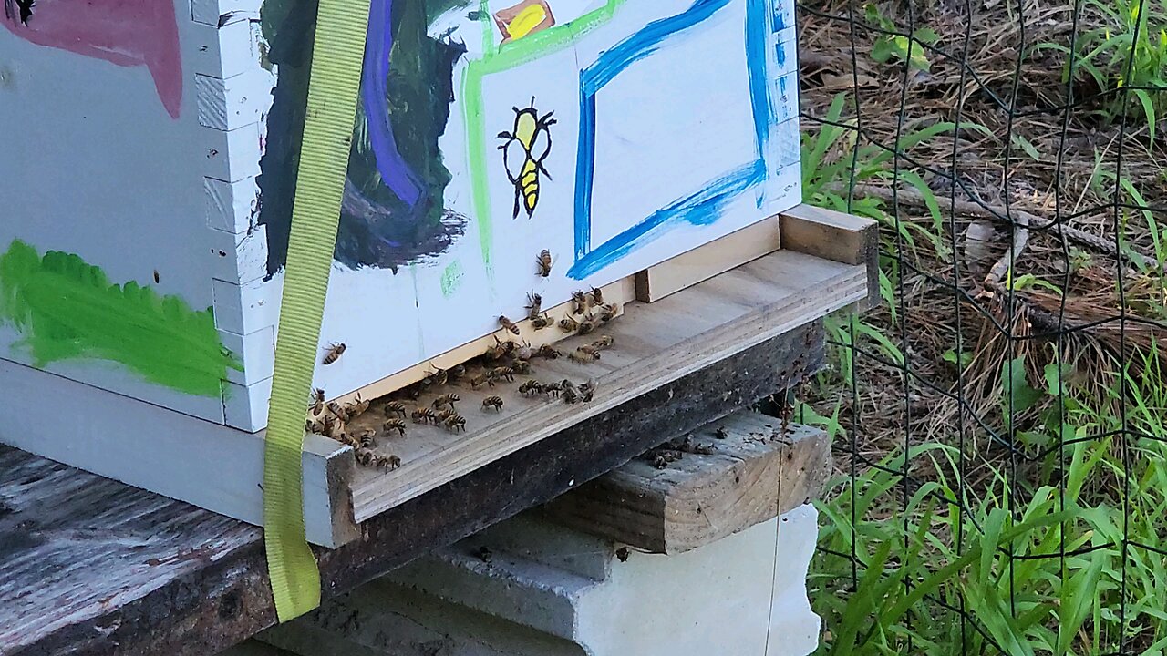 Daily Minute of Bees 6-14-24