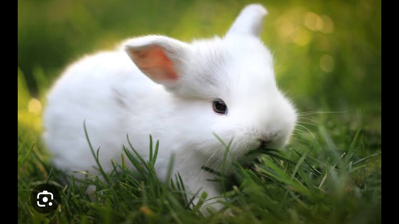 Cute baby rabbit eating#rabbit#bunny#animal #viralvideo