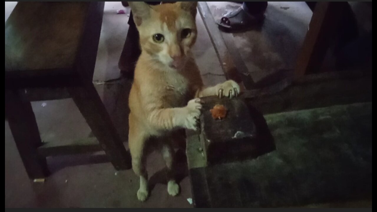 Cat Eating Oil Processed Food