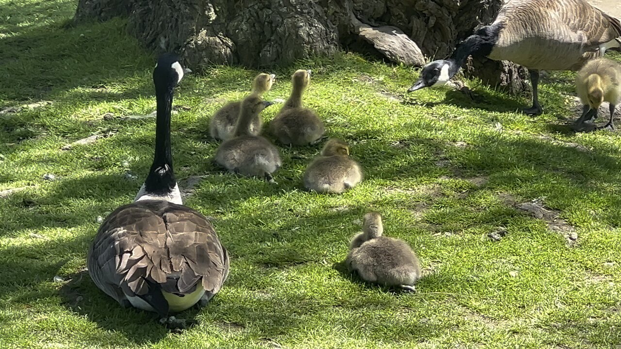 Canada Geese and Goslings resting in the shade