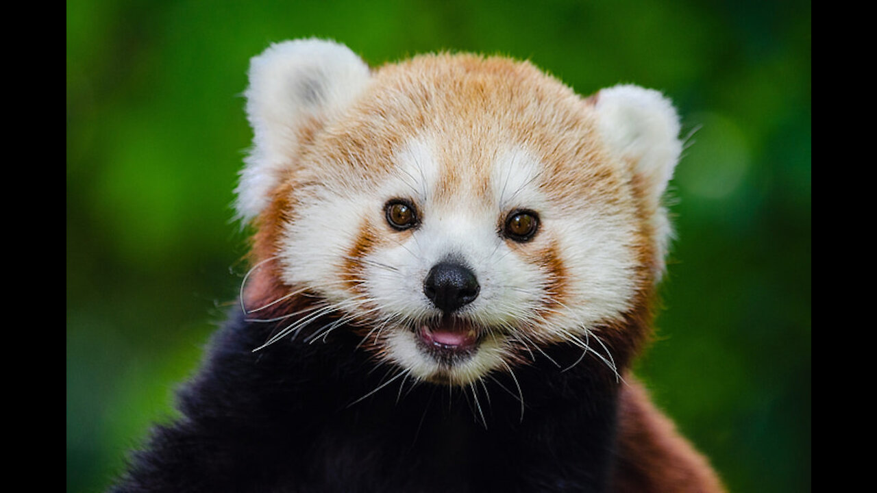 Adorable Red Panda Goes For A Stroll