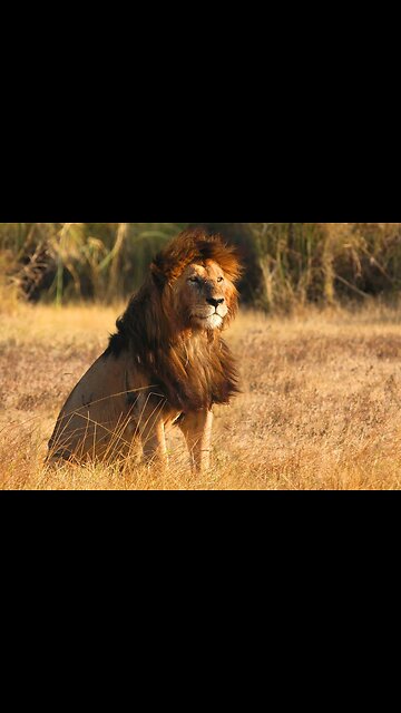 Wild nature animal lion