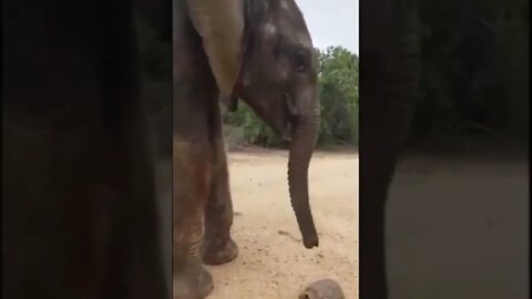 An elephant encouraging a Turtle that the road probably isn't the best place for it