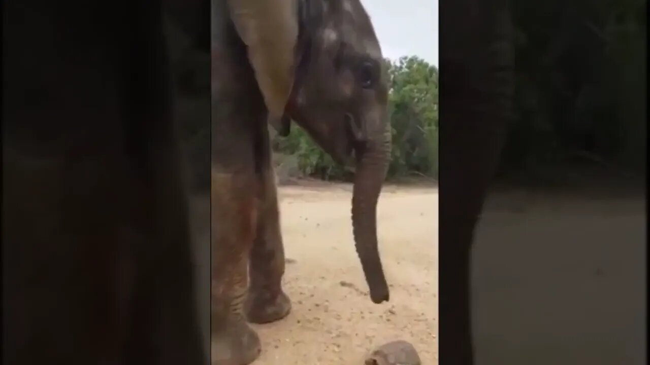 An elephant encouraging a Turtle that the road probably isn't the best place for it