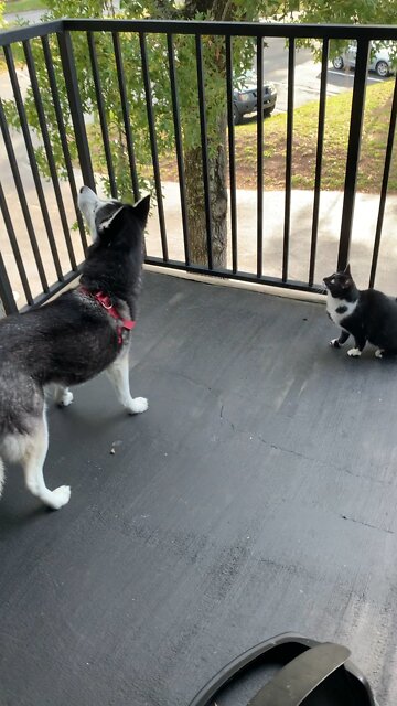 Standoff between cat, dog, and squirrel