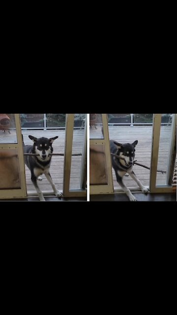 Husky Tries To Bring Large Branch Inside, Hilariously Fails