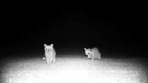 Close up coons knock my trail cam down at the end