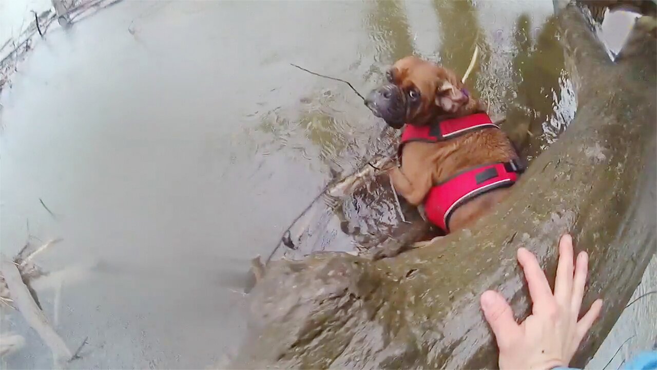 Officers Rescue Stranded Dog From Icy Creek In New York