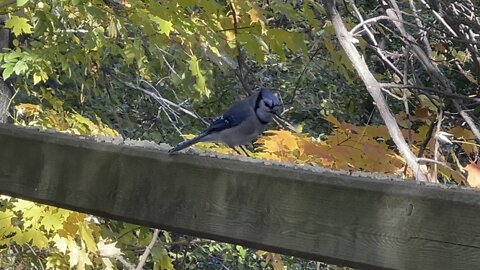 Blue Jay