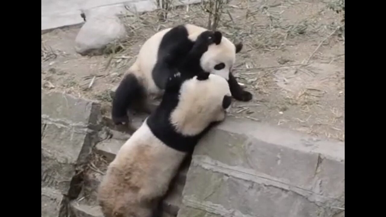 This panda throws his friend and runs away ! 😂😂