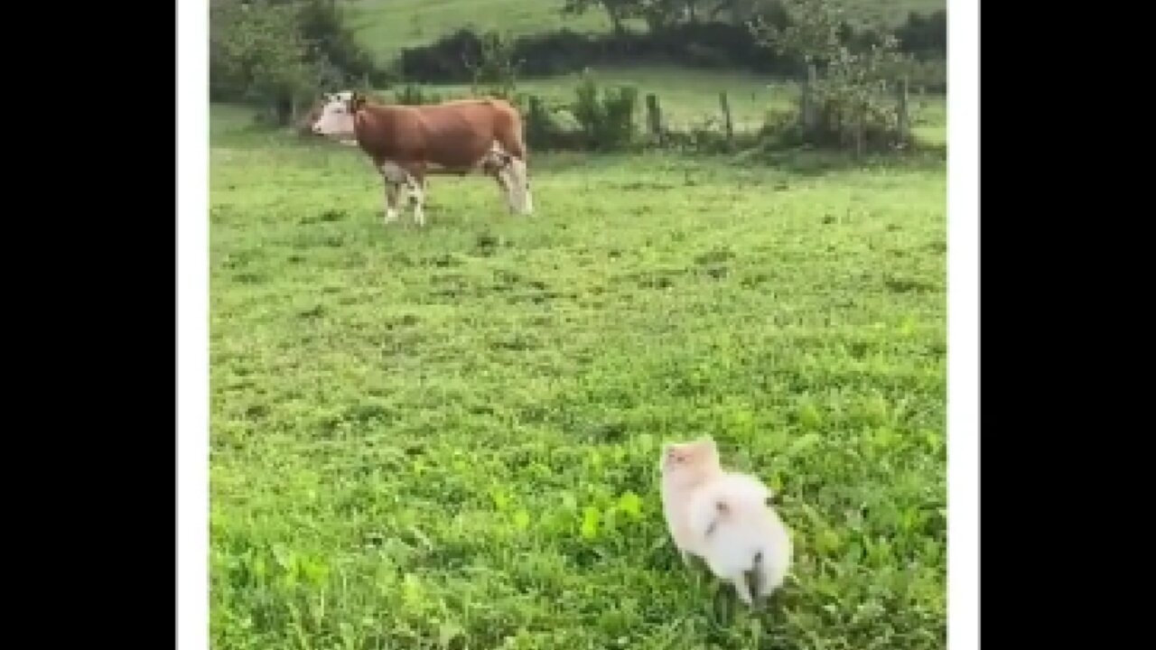 A little Pomeranian when he saw a huge cow