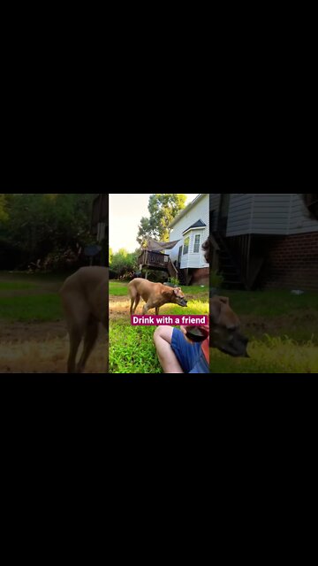 Wine Tip #3 Drink with a Best Friend #shorts