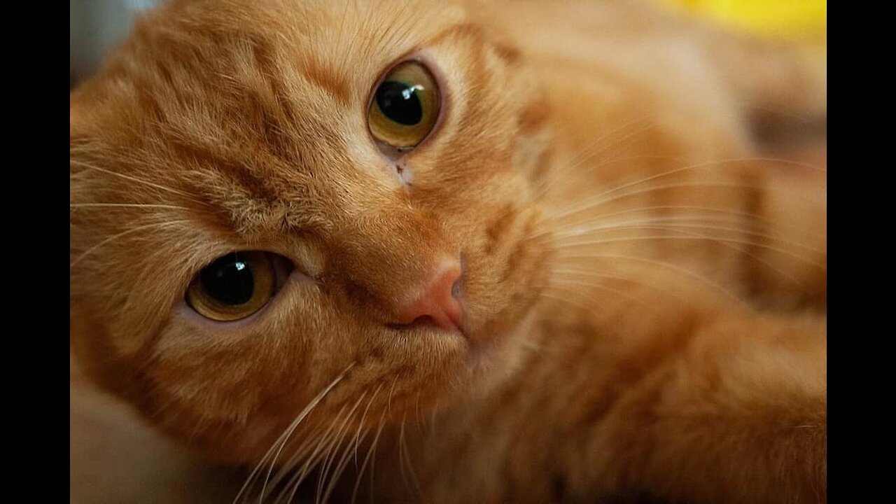 Masha's funny cat clips