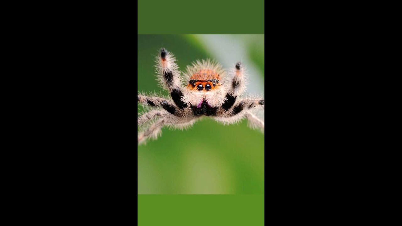 Jumping Spiders | The Cutest Animal In The World