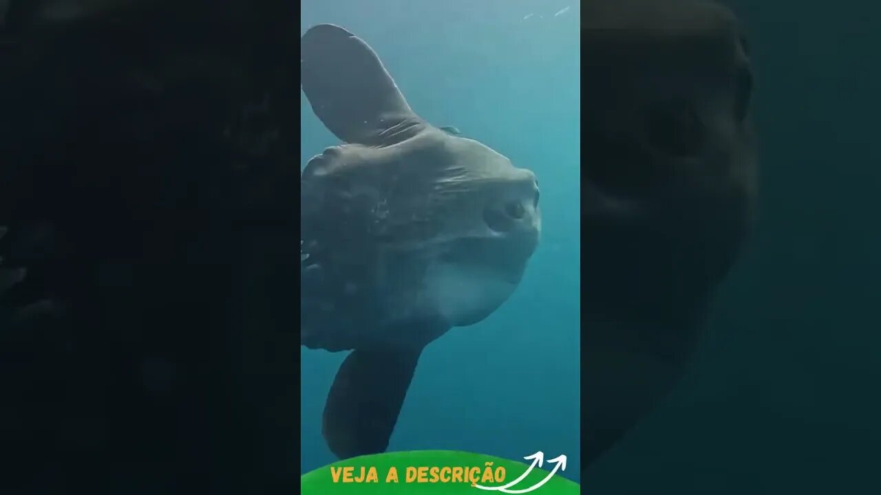 CRIATURA MARINHA GIGANTE #shorts #planetaanimalshorts #animals