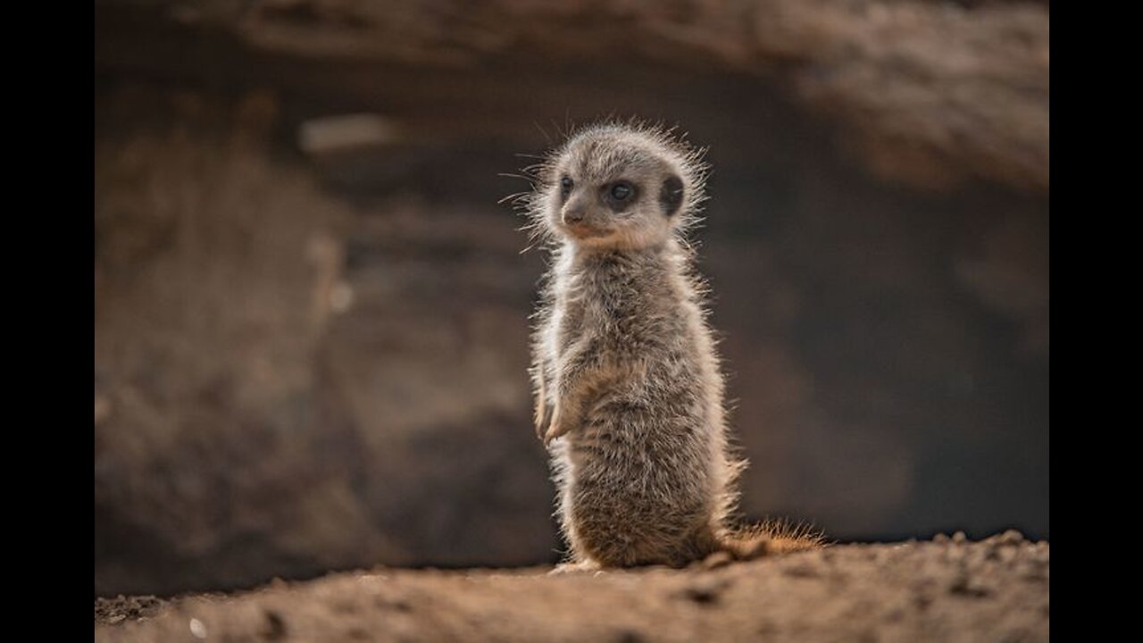 adorable animals that could kill you 😳🙄🤔