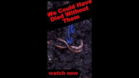 Earthworm Wonders: The Underground Gardeners 🌱🪱