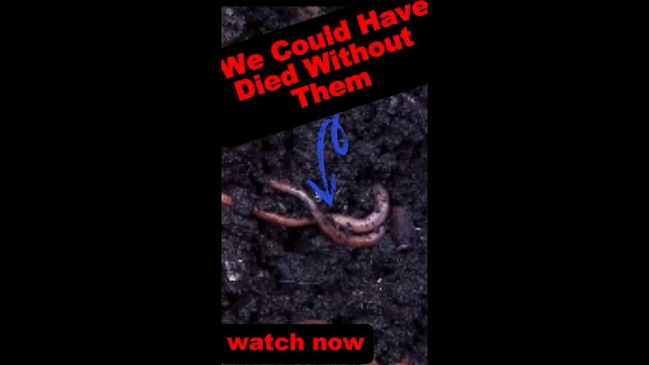 Earthworm Wonders: The Underground Gardeners 🌱🪱