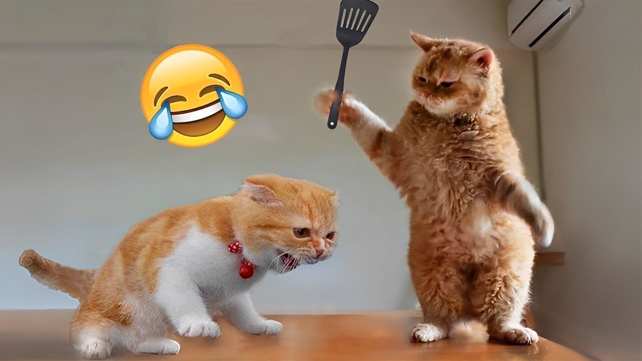 Funniest Animals 2022 😂 Funniest Cats and Dogs 😺🐶