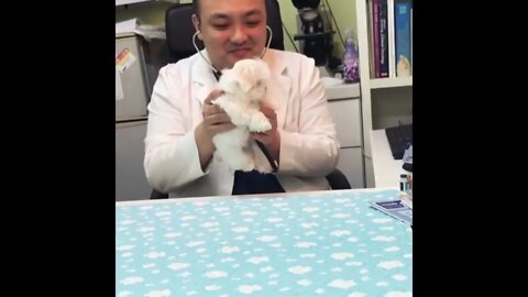 Fluffy Puppy Checkup