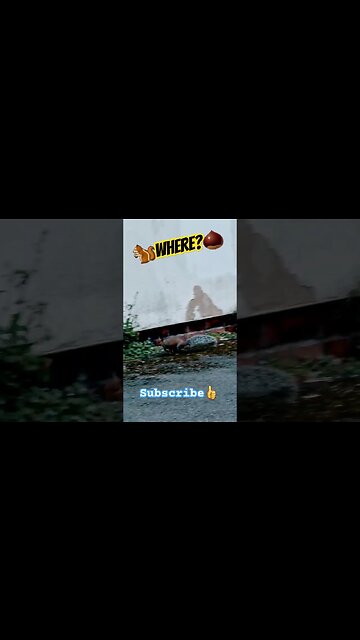 🐿Where?🌰 #squirrel #squirrels #nature #naturelovers #wildlife #naturelover #wildlifeanimals #animal