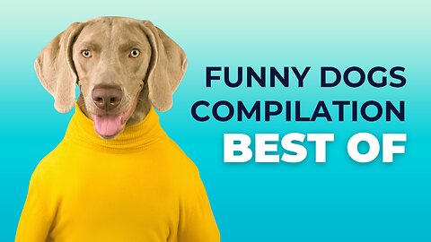 FUNNY Dog & Animal Videos Compilation | Hilarious Pet Videos | Cute animal videos