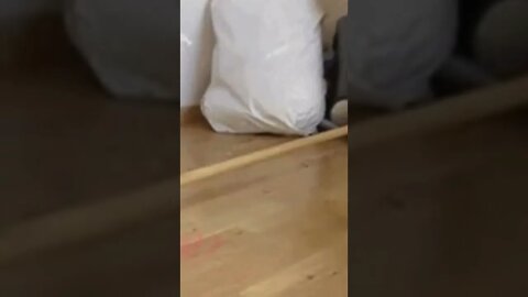 Cat fails | jumping on stick, Funny cute pets lovers, #Shorts