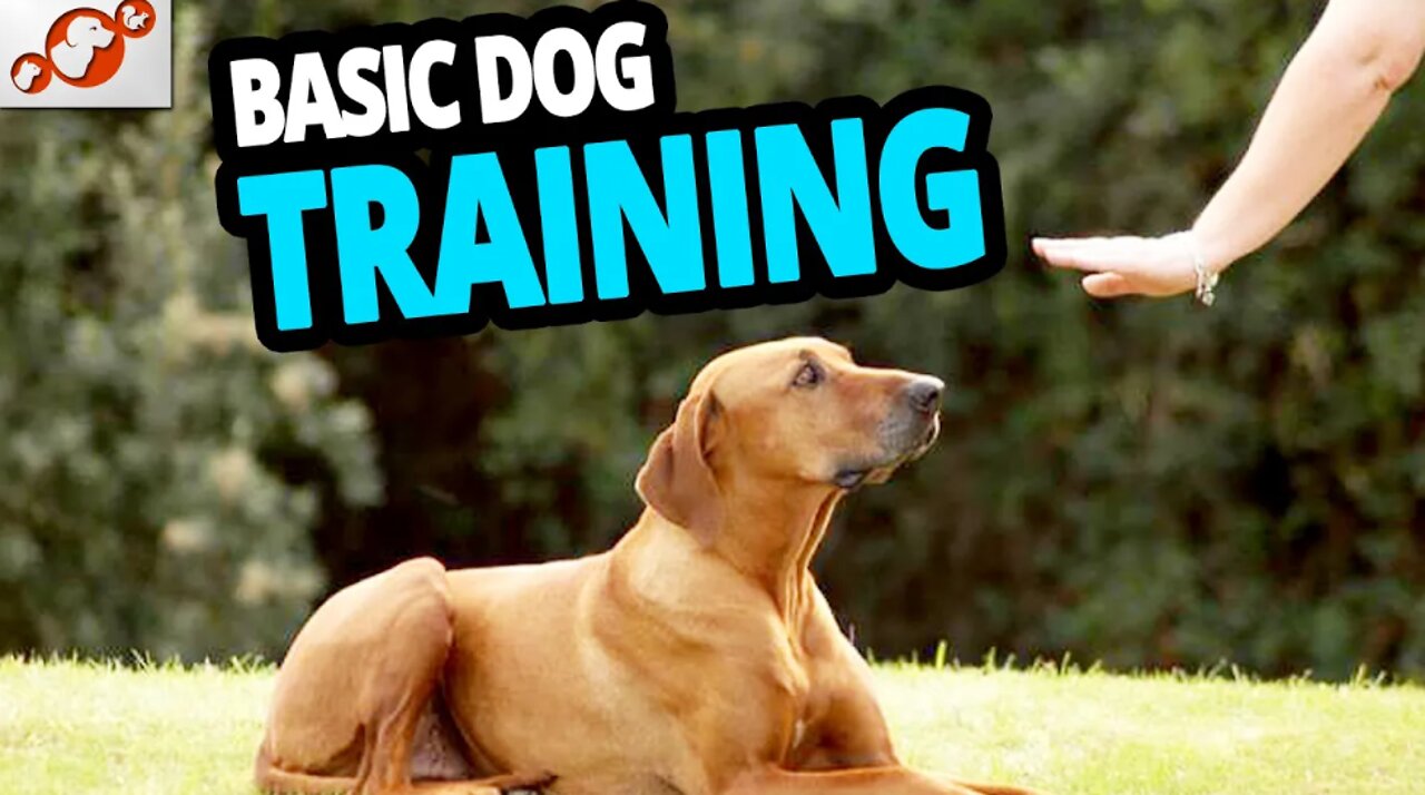 🐕 Basic Dog Training – TOP 10 Essential Commands Every Dog Should Know!