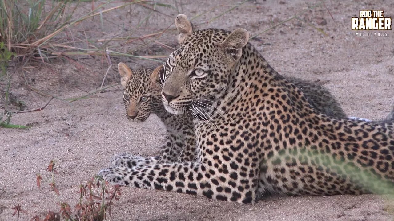 Scotia Female Leopard And Cub, Part 3