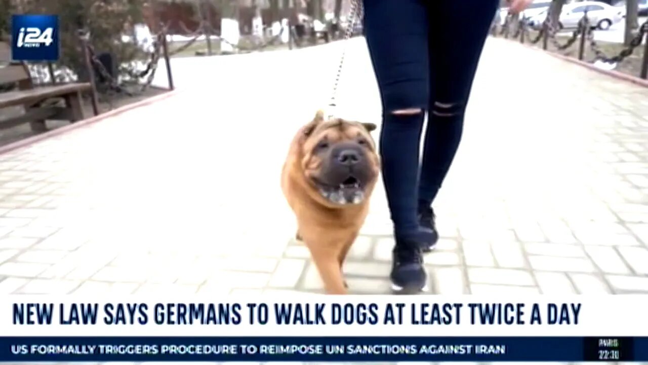 NEW LAW REQUIRES DOG OWNER TO WALK THEIR DOGS AT LEAST TWICE A DAY!