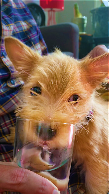 Thirsty Puppy Adorably Drinks From A Glass