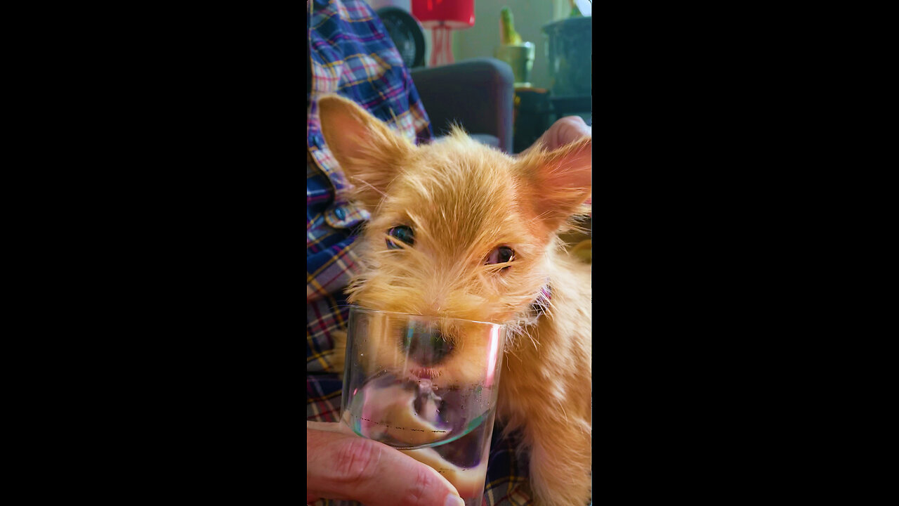 Thirsty Puppy Adorably Drinks From A Glass