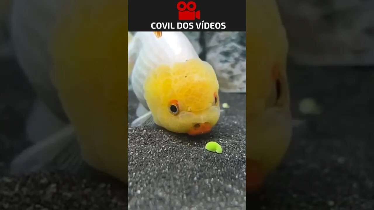 comeu mais areia do que comida